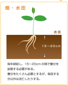 畑・水田 毎年耕起し、15〜20cmの間で養分を拡散する必要がある。養分をたくさん必要とするが、吸収する分以外は流亡したりする。